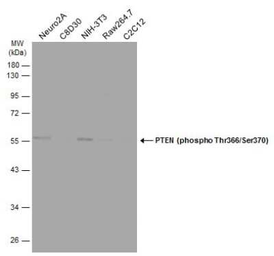 Western Blot: PTEN [p Thr366, p Ser370] Antibody [NBP3-12919]